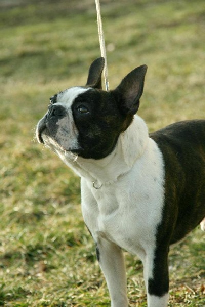 CH. Barney Deluxy Aslen