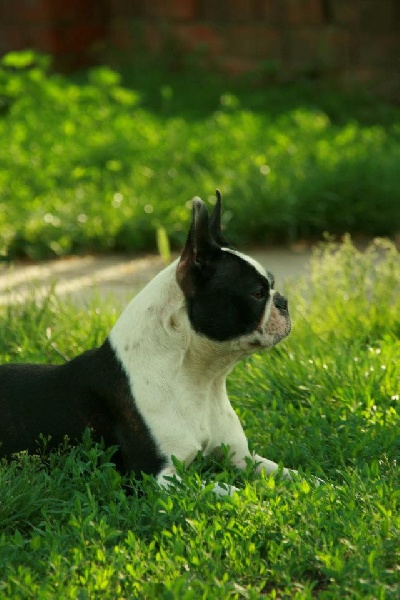 Barney Deluxy Saida roxy