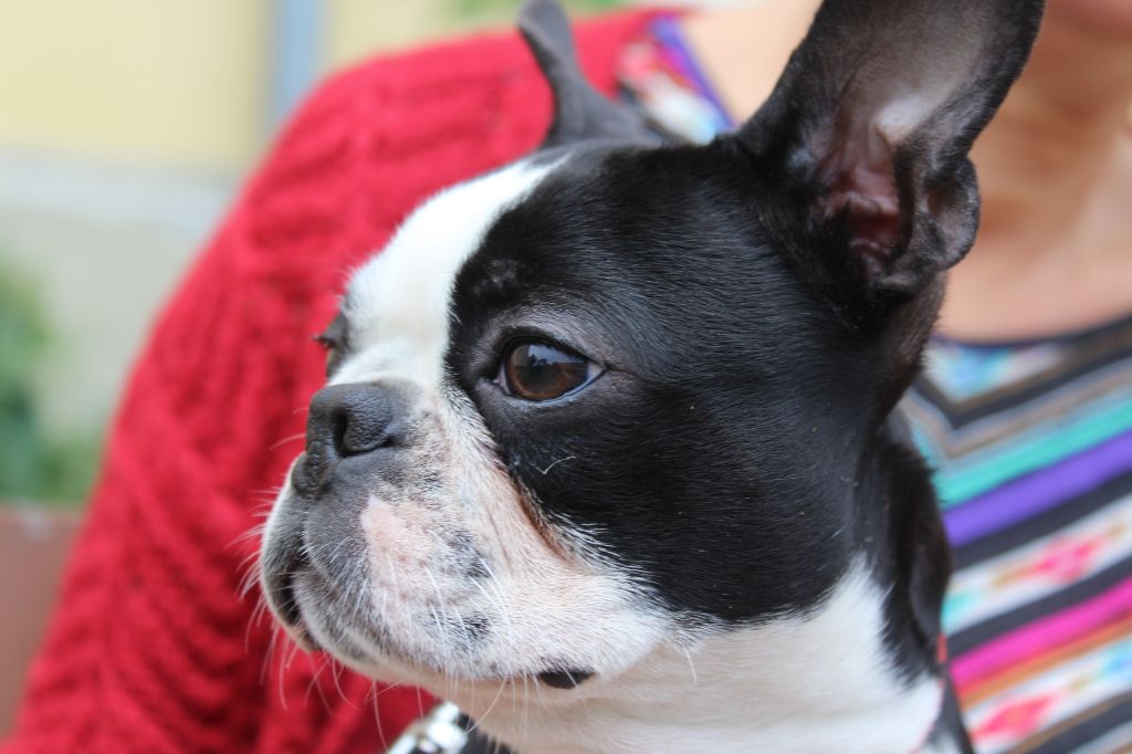 Barney Deluxy - Missy cherche sa famille
