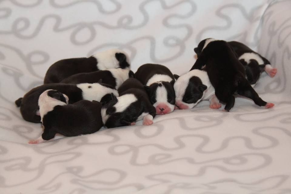 Barney Deluxy - 9 adorable bébés