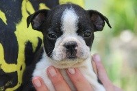 CHIOT