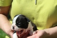CHIOT
