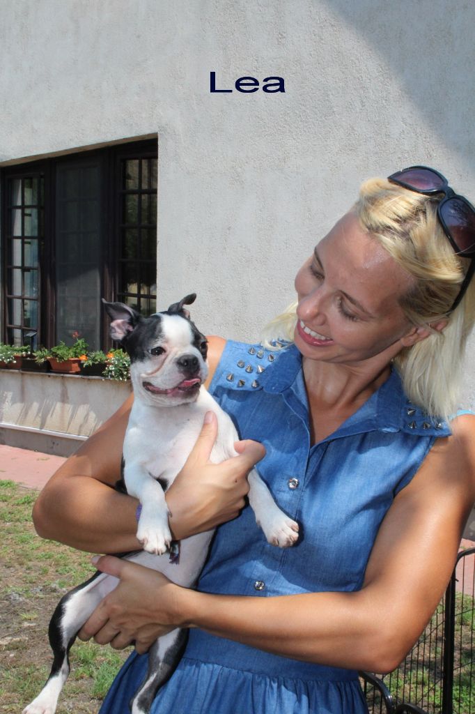 Barney Deluxy - Boston Terrier - Portée née le 15/03/2018